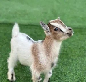 ماعز قزم هولندي صغير كيوت للبيع