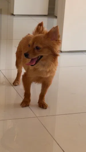 Female Pomeranian for sell nice and  friendly dog