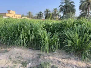 يتوفر لدينا افضل نوع بونكام و يتوفر لدينا لوبيا