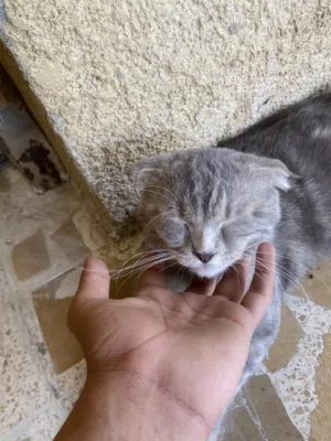 قط سكوتش فولد