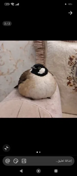 متاح زوج جاوة عسلي