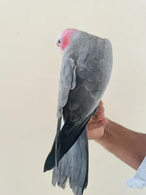 Parrots1