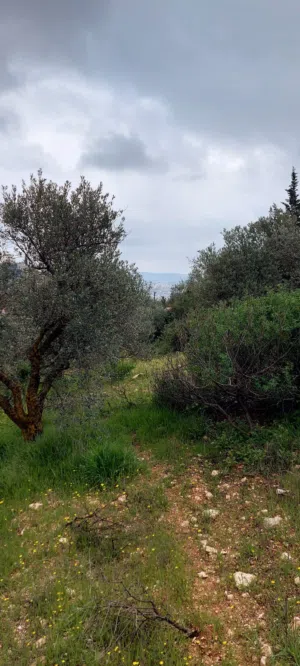 Mixed Use Land for Sale in Salt Al Balqa'