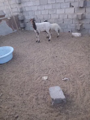 نعجة والده فطيمة عمر الفطيمه تلات شهور ونص سنه كيف خشت اول جمع