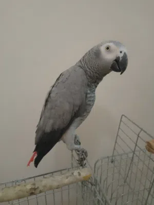 السلام عليكم ببغاء زنجباري