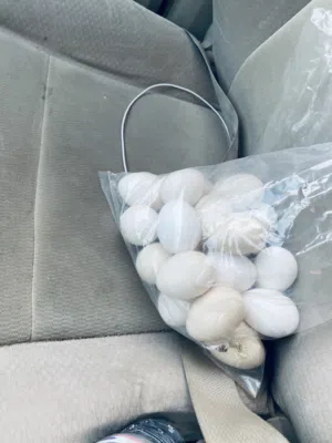 بيع بيض دجاج عربي