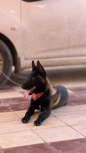 مالينوا حاجة منظمة