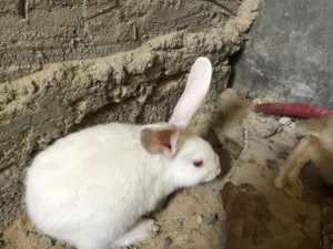 أرانب للبيع