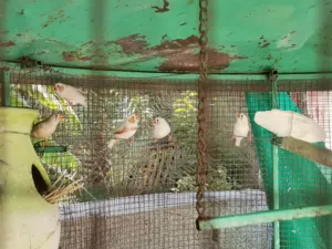 طيور زيبرا للبيع الوصف مهم