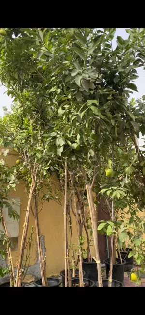 أشجار ليمون برازيلي الحجم الكبير مثمرة