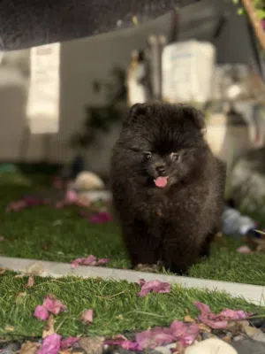كلب للبيع نوع Pomeranian عمره ثلاث شهور ونص