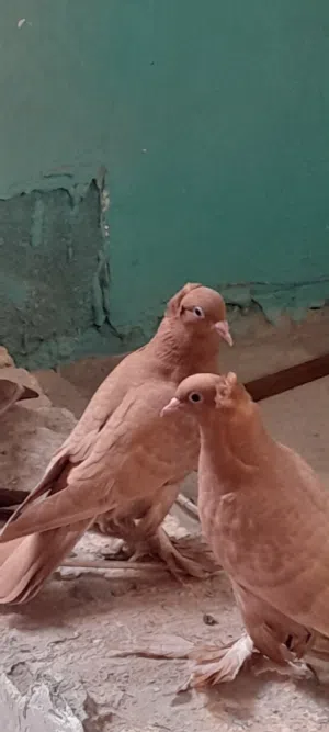 حمام رواعب