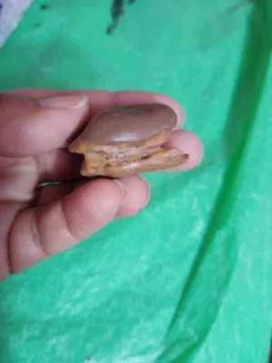 احجار سلطاني