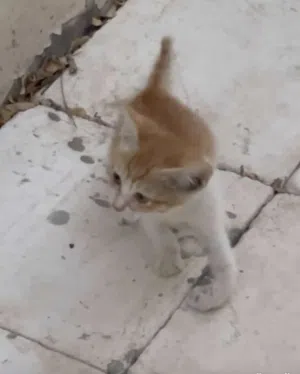 قطه تحتاج علاج في اسرع وقت إيدها صار فيها انتفاخ كبير وجدتها مكسوره يدها والان ورمت
