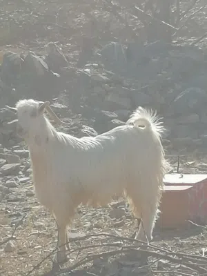 تيس من حلال الجبل اجم ابيض