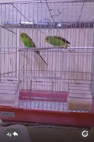 طيور هند (بادجي)