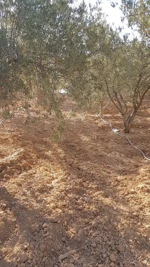 2 Bedrooms Farms for Sale in Amman Al Jizah