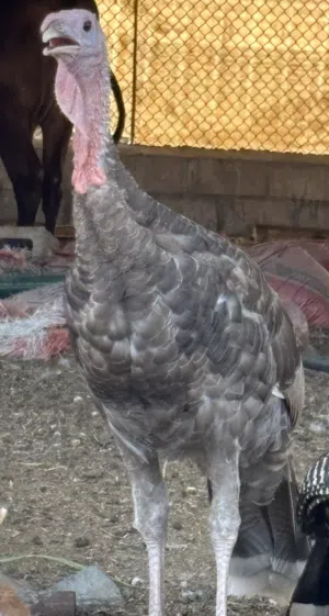 رومي للبيع. ثلاث ذكورا عمرهم 5 شهور