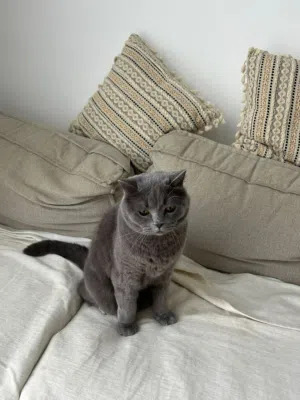 Adorable sweetest British Shorthair FREE adoption
