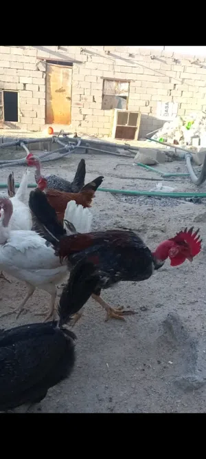 دجاج. عرب أصلي وبركيبه بياض صحه خير من لله
