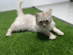 قط شيرازي من شرق آسيا