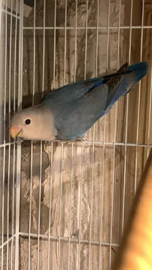 Male love bird opline