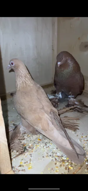 السلام عليكم كوبية اسباني اصفر