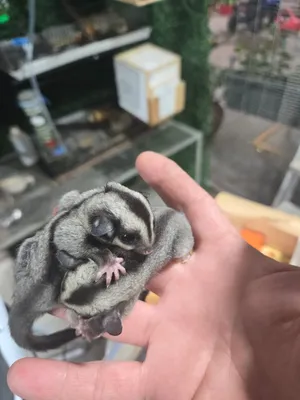 Other Animals0