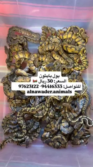 أفاعي للبيع