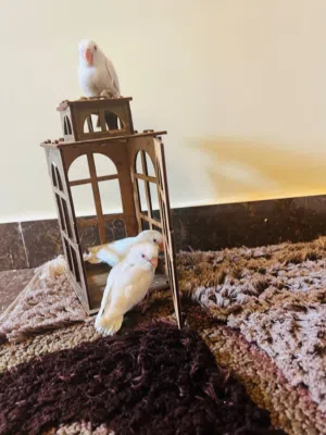 ببغاء روز مروضات