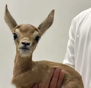 عزان 