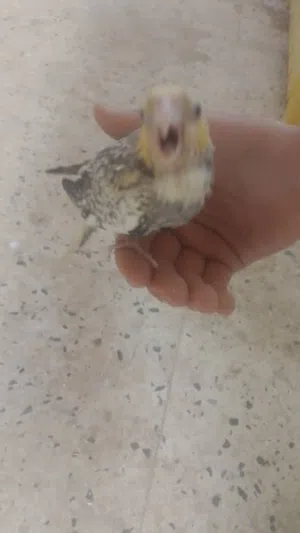 كوكتيل امروض للبيع