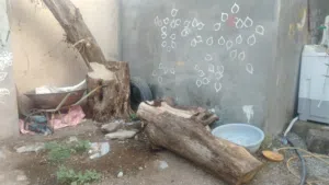 خشب شجر كويتي
