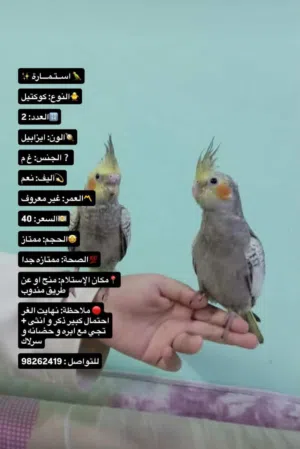 كوكتيل ايزابيل أليفات نهايته الغر