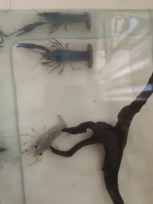 Blue and white crayfish for sale