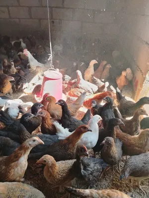 ‏دجاج‏4