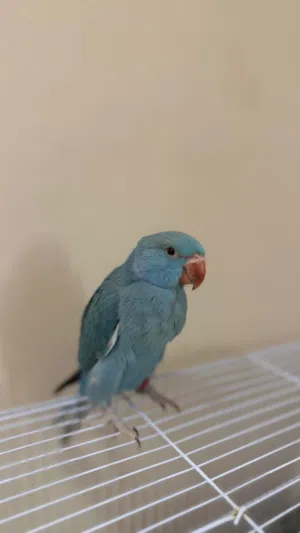 للبيع فقط ازواج وفروخ دره ملونه
