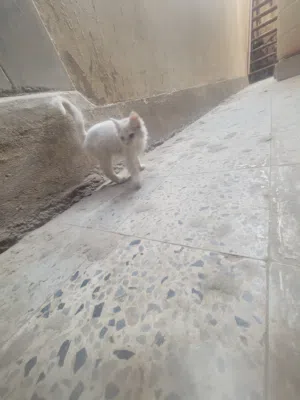 قطه هجين شيرازي
