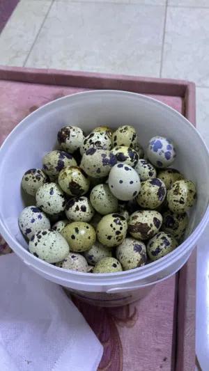 بيض سمان مخصب للبيع