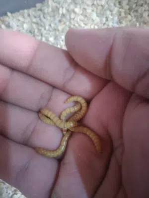 دود طعام الطيور والسلاحف وبعض الحيوانات الأخرى..