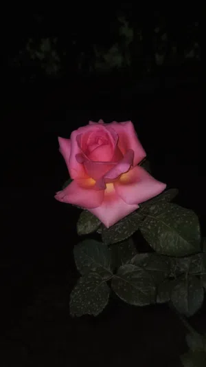 محمد 