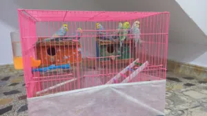 طيور حب امايات خشنات