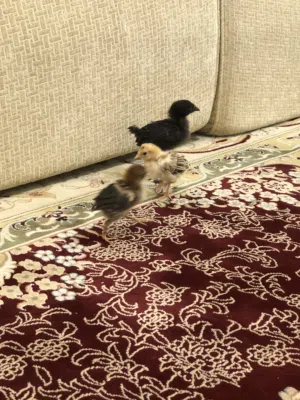 للبيع ثلاث حبه صيصان صغار سعر مانختلف