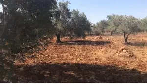 أرض مسطحة على رأس جبل مليئة بأشجار الزيتون تصنيف بي