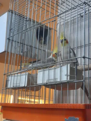 جوز كوكتيل للبيع مع قفص أقرأ التفاصيل