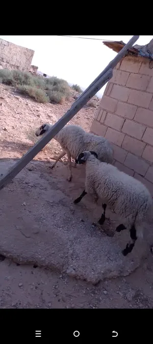 Sheep4