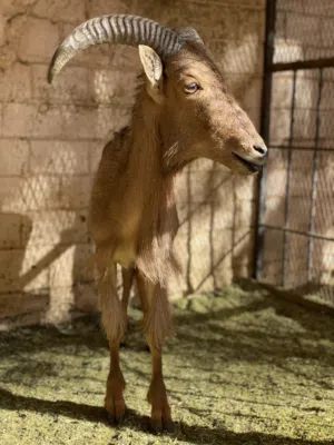 ودان انتاج محلى