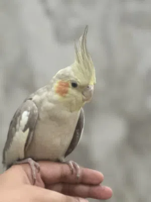 كوكتيل اليف شوف الوصف احسن