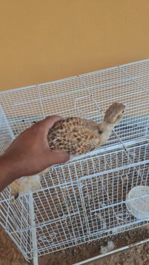 صفرد بكستاني للبيع