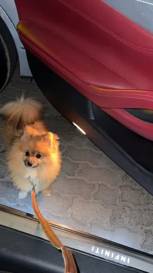 كلب بومرينيان ذكر للبيع